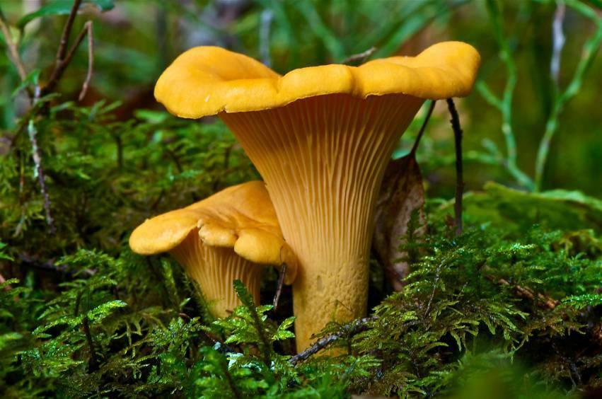 Chanterelle Mushroom Spores for Planting – Heirloom, Non-GMO, Gourmet Edible Fungi – High Germination