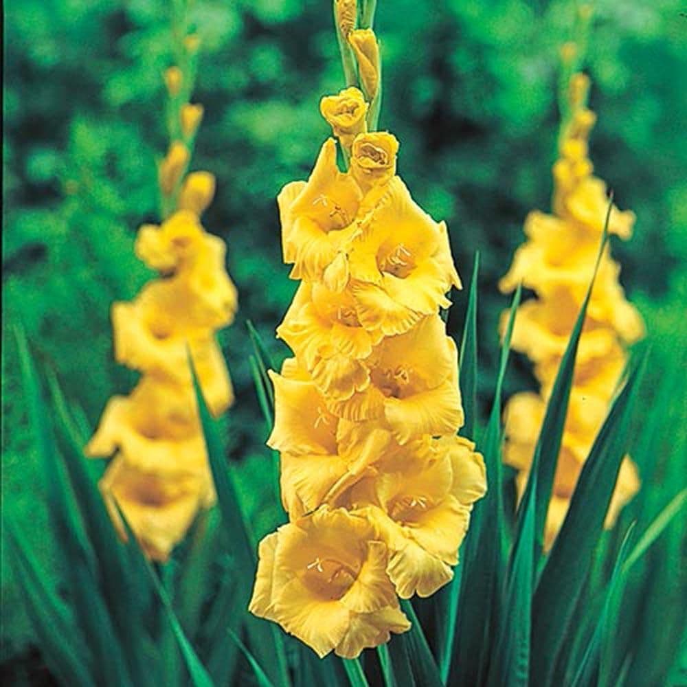 Gladiolus Flower Seeds for Planting Yellow – Heirloom, Non-GMO, High Germination Organic Garden Seeds