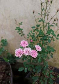 Pale Pink Miniature Rose Seeds for Planting - Heirloom, Non-GMO, High Germination Organic Garden Seeds