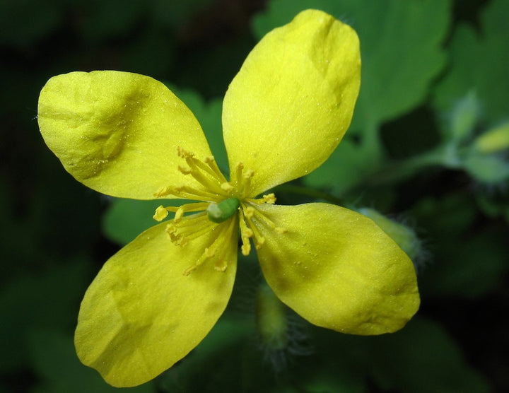 Yellow Chelidonium Flower Seeds for Planting – Heirloom Non-GMO, High Germination Organic Garden Seeds