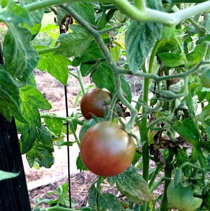 Cherokee Tomato Seeds for Planting – Heirloom, Non-GMO, Rich-Flavored Vegetable – High Germination