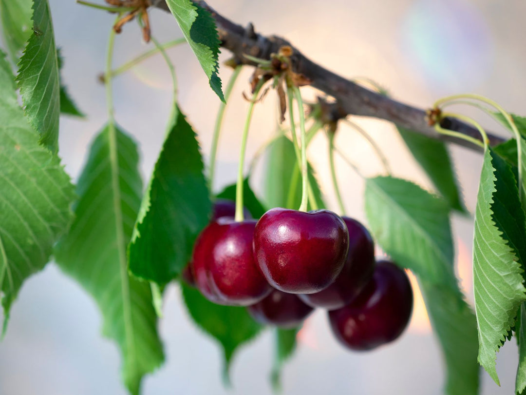 Barry’s Cherry Fruit seeds for planting – Heirloom & Non-GMO Garden seeds
