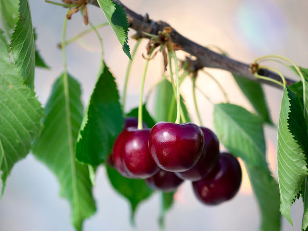 Barry’s Cherry Fruit seeds for planting – Heirloom & Non-GMO Garden seeds