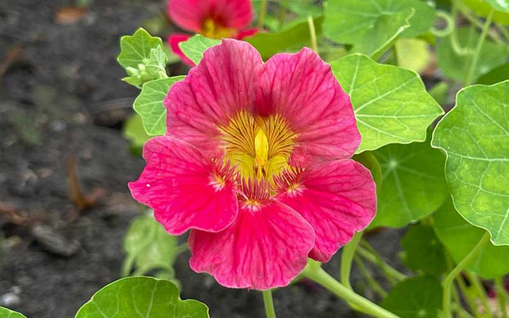 Pink Tropaeolum Majus Flower Seeds for Planting – Heirloom Non-GMO Seeds, High Germination