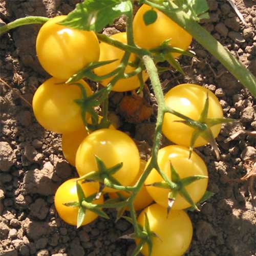 Yellow Cherry Tomato Seeds for Planting – Heirloom, Non-GMO, Sweet Mini Vegetable – High Germination