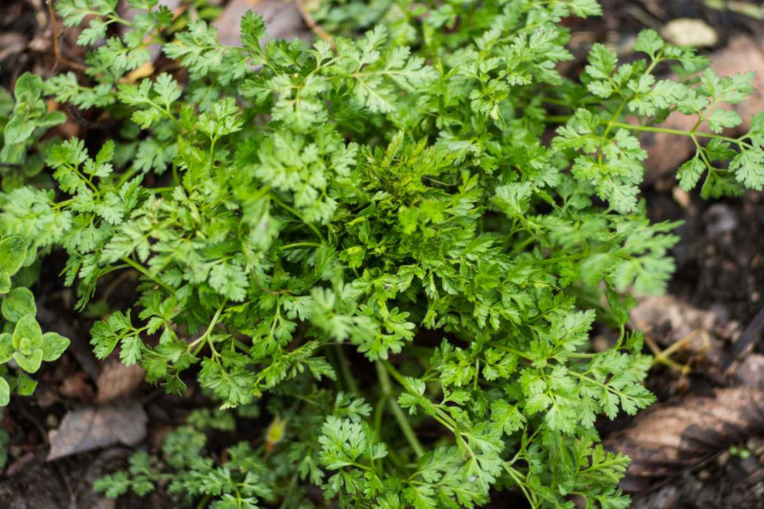 Green Chervil Curled Vegetable Seeds for Planting – Heirloom & Non-GMO Seeds for Aromatic Culinary Herbs