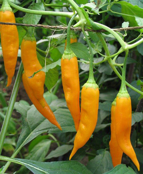 Aji Mango Chile Pepper Seeds for Planting – Heirloom, Non-GMO, Fruity Hot Peppers – High Germination