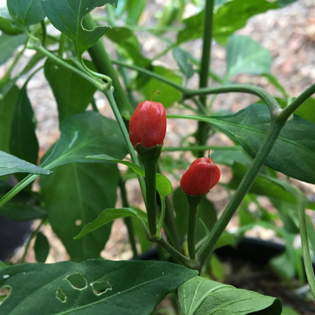 Chiltepin Hot Pepper Seeds for Planting – Heirloom, Non-GMO, Wild Spicy Chili – High Germination