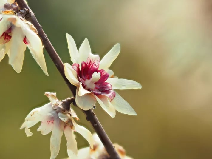 Chimonanthus Flower Seeds for Planting – Compact Growth, Heirloom, Non-GMO Garden Seeds
