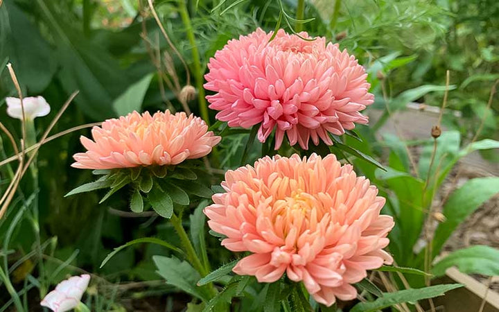 Orange China Aster Flower Seeds for Planting – Drought Tolerant, Heirloom, Non-GMO, High Germination Organic Garden Seeds