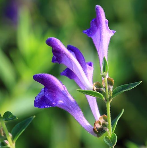 Chinese Skullcap Flower Seeds for Planting – Heirloom Non-GMO, High Germination Organic Garden Seeds