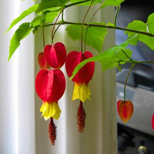 Red Pyrostegia Venusta Flower Seeds for Planting – Heirloom, Non-GMO, High Germination Organic Garden Seeds