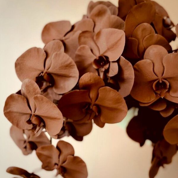 Brown Phalaenopsis Orchid Flower Seeds for Planting – Heirloom, Non-GMO, Easy to Grow, High Germination