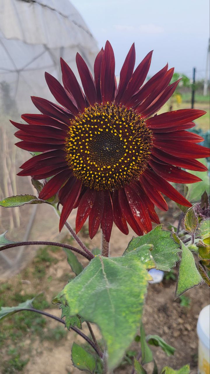 Cherry SunFlower seeds for Planting - Seasonal Bloomer, Heirloom & GMO Free Seeds for Home Garden | High Germination Organic Seeds