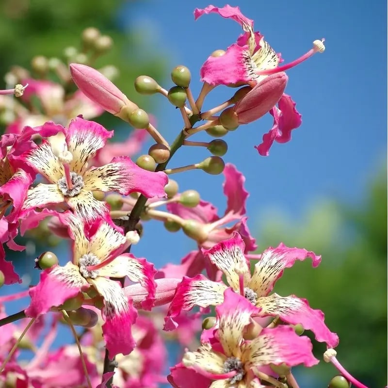 Chorisia Speciosa Flower Seeds for Planting – Heirloom Non-GMO High Germination