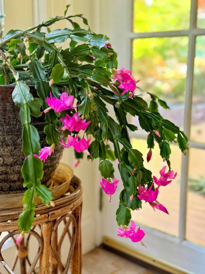 Christmas Cactus Flower Seeds for Planting – Heirloom, Non-GMO, High Germination Organic Garden Seeds