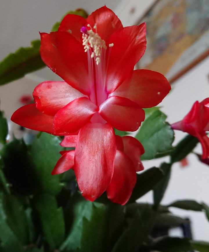 Red Schlumbergera Flower Seeds for Planting – Heirloom Non-GMO, High Germination Organic Garden Seeds