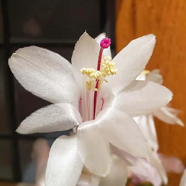 White Schlumbergera Flower Seeds for Planting – Heirloom, Non-GMO, High Germination Seeds