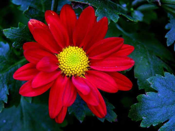 Flower Seeds, Seeds,Seeds For Planting,Plant Seeds