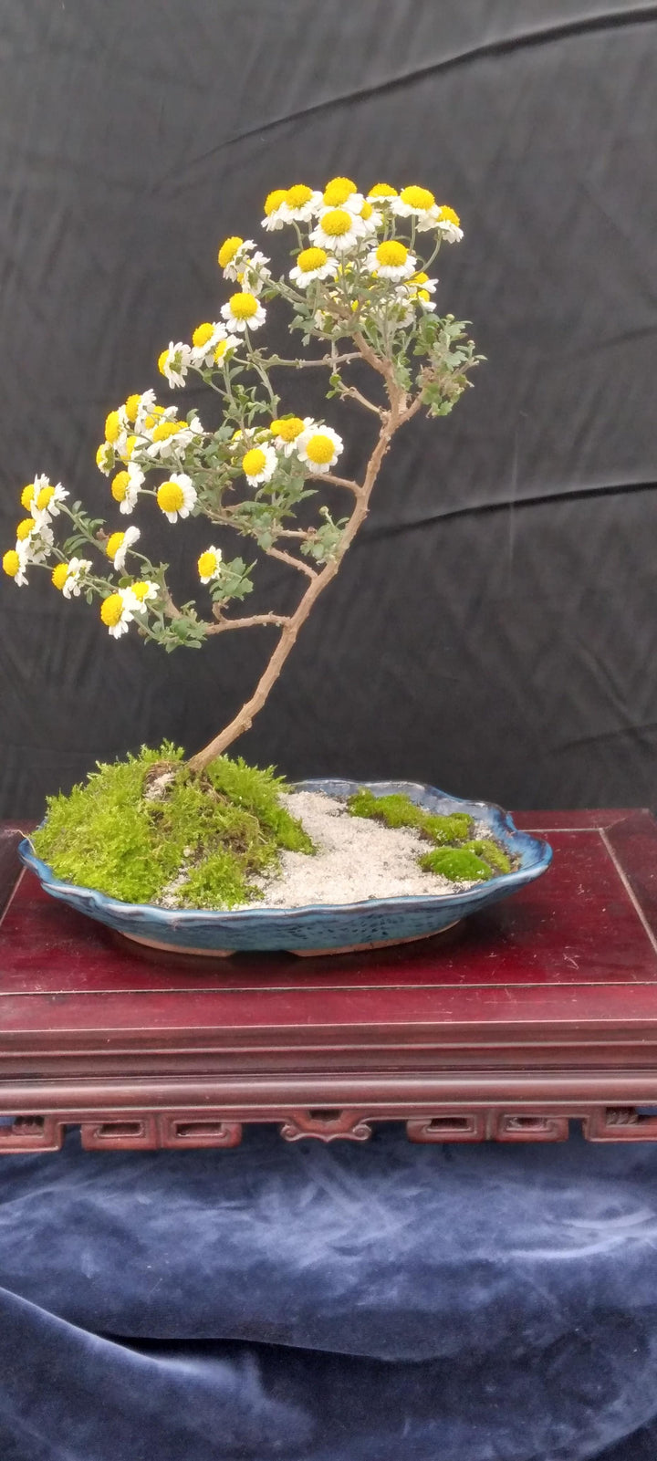 Bonsai Chrysanthemum Flower Seeds for Planting – Heirloom, Non-GMO, High Germination Organic Garden Seeds