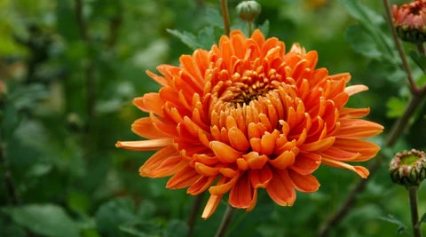 Chrysanthemum Flower Seeds for Planting – Heirloom, Non-GMO, High Germination Organic Garden Seeds