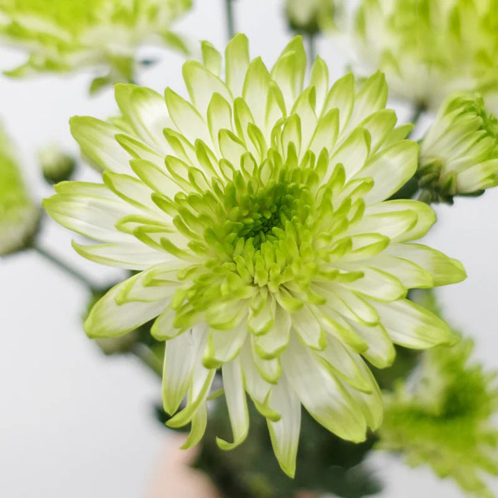 White Green Chrysanthemum Flower Seeds for Planting – Heirloom Non-GMO, High Germination Organic Garden Seeds