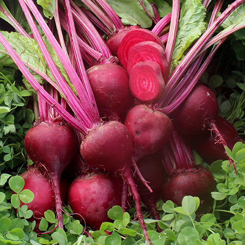 Red Beetroot Vegetable Seeds for Planting – Heirloom & Non-GMO Garden Seeds for Juicing & Nutrition