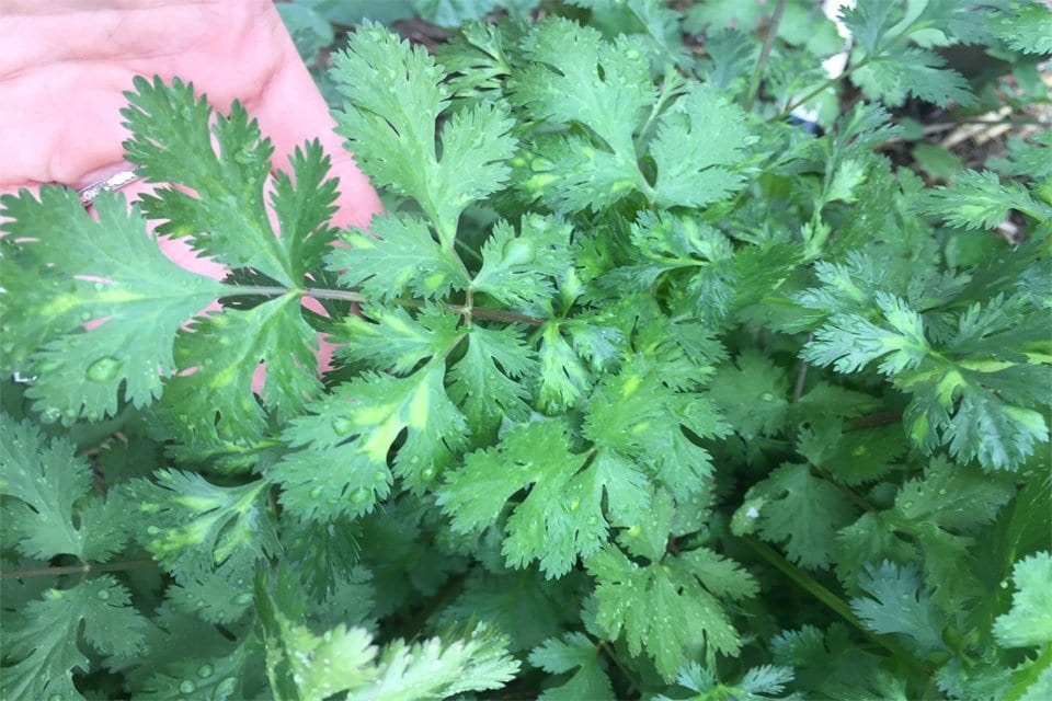 Organic Cilantro Herb seeds – Heirloom, Non-GMO seeds for Planting in Home Garden