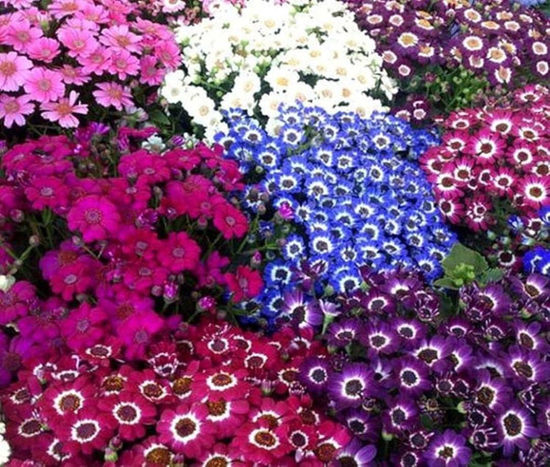 Purple Mixed Cineraria Flower Seeds for Planting – Heirloom, Non-GMO, Long Bloom Season, High Germination
