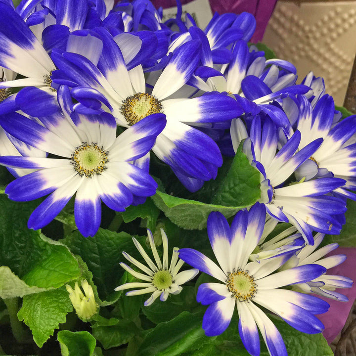 Flower Seeds, Seeds,Seeds For Planting,Plant Seeds