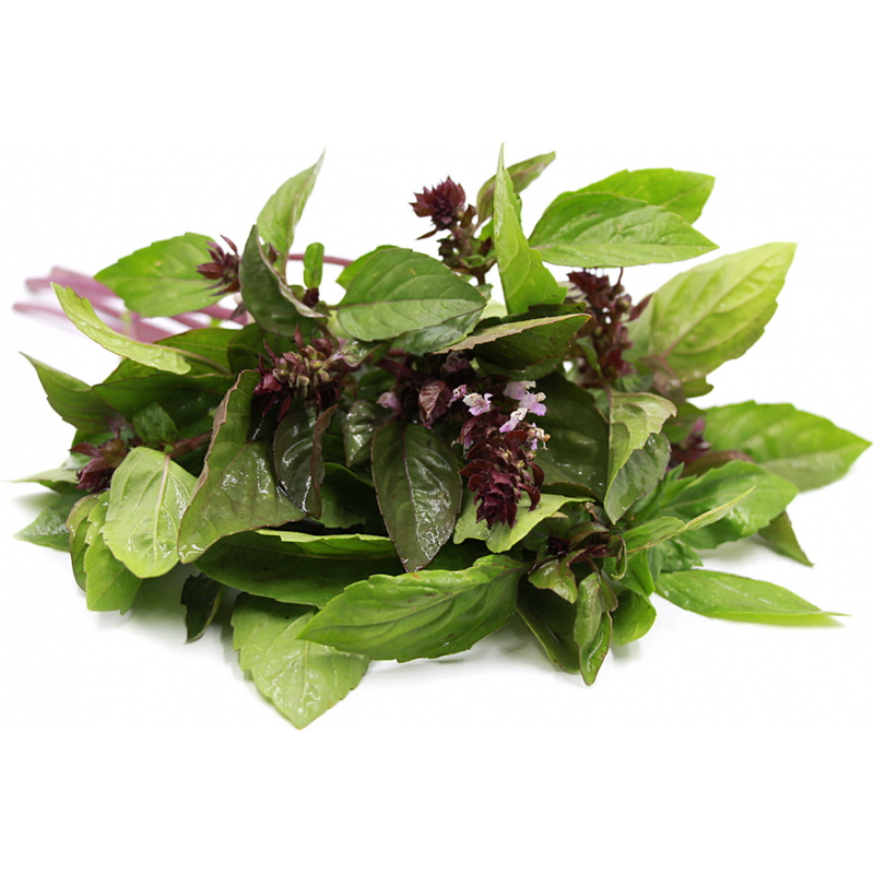 Cinnamon Basil Herb Seeds for Planting – Heirloom, Non-GMO Top Choice Seeds for Flavorful Gardens