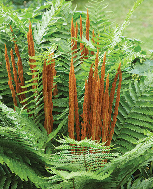 Cinnamon Fern Spores Flower Seeds for Planting – Heirloom Non-GMO Organic Garden Seeds