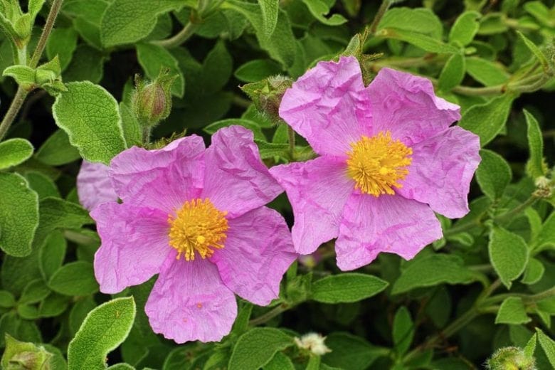 Cistus Creticus (Rockrose) Flower Seeds for Planting – Heirloom Non-GMO, High Germination Organic Garden Seeds