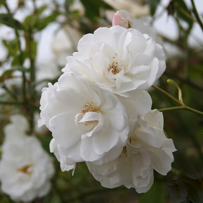 White Climbing Rose Flower Seeds for Planting – Heirloom Non-GMO, High Germination Organic Garden Seeds