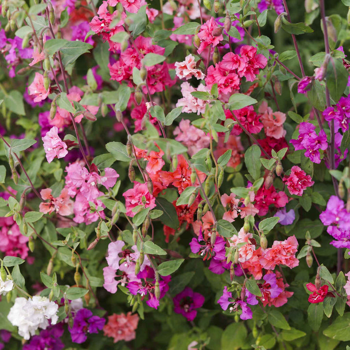 Flower Seeds, Seeds,Seeds For Planting,Plant Seeds