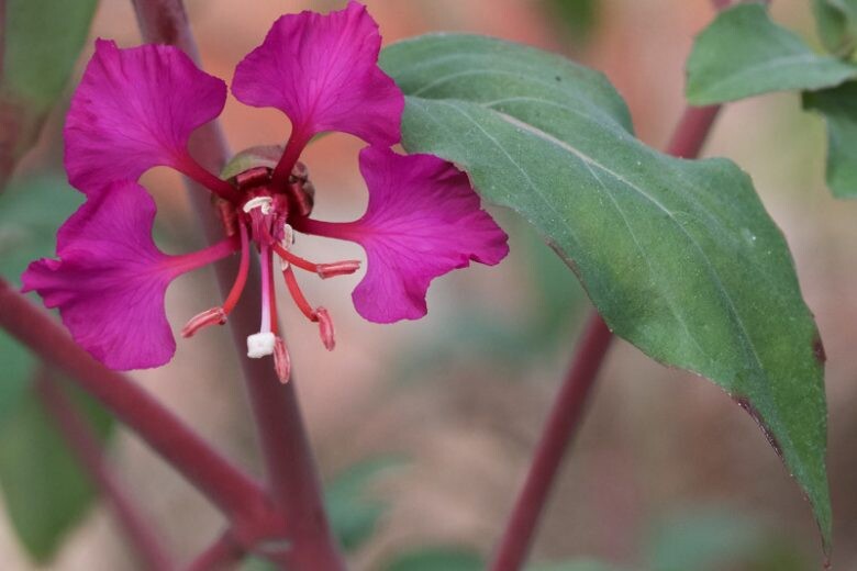 Purple Elegant Clarkia Flower Seeds for Planting – Heirloom Non-GMO, High Germination Organic Garden Seeds