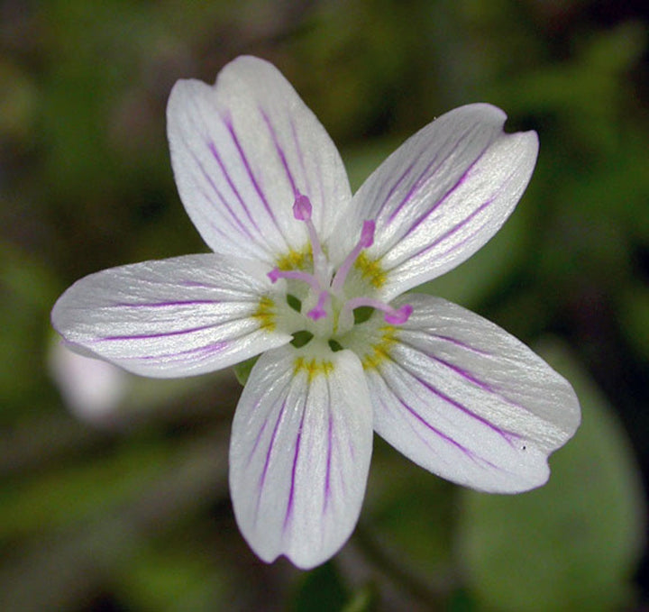 White Claytonia Sibirica Flower Seeds for Planting – Heirloom Non-GMO, High Germination Organic Garden Seeds