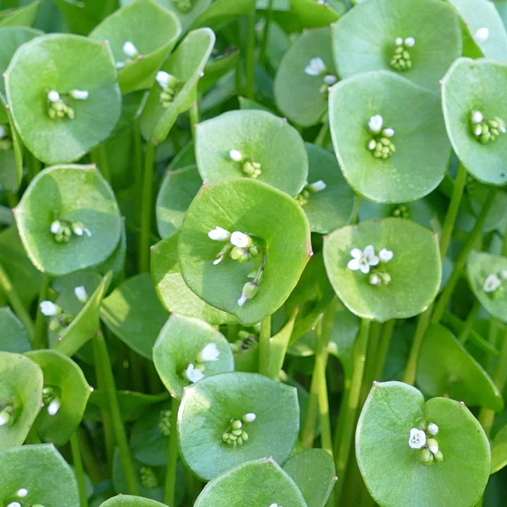 Green Claytonia Flower Seeds for Planting – Heirloom Non-GMO High Germination Organic Garden Seeds