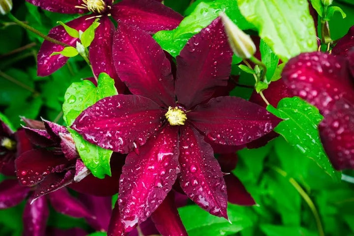 Red White Clematis Flower Seeds for Planting – Bright Blooms, Heirloom & Non-GMO Home Garden Seeds