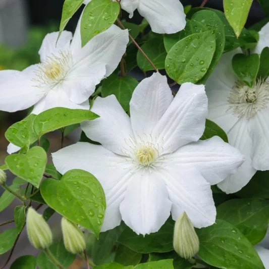 White Clematis Flower Seeds for Planting – Cottage Garden Essential, Heirloom &amp; Non-GMO Seeds