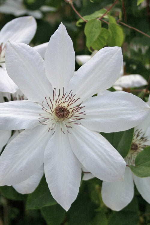 White Clematis Flower Seeds for Planting – Compact Growth Heirloom Non-GMO, High Germination Organic Garden Seeds