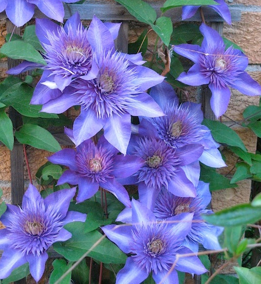 Blue Clematis Flower Seeds for Planting – Heirloom Non-GMO, High Germination Organic Garden Seeds