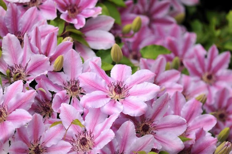 Nelly Moser Flower Seeds for Planting – Heirloom Non-GMO Wildflower Mix, High Germination