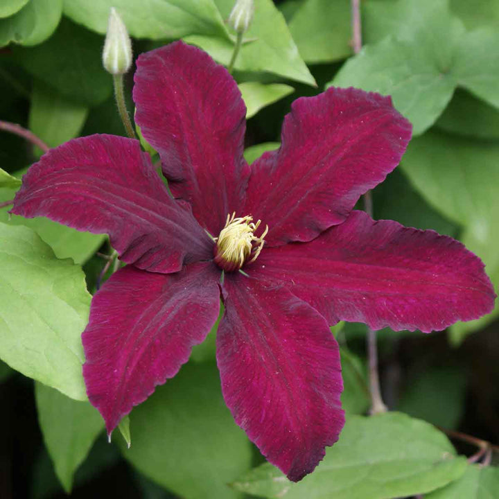 Maroon Clematis Flower Seeds for Planting - Hardy Heirloom, Non-GMO Organic Garden Seeds for Home Garden