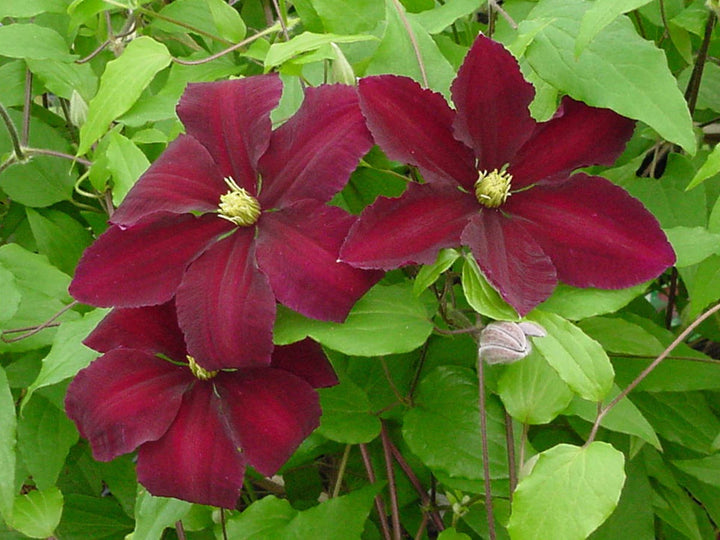 Maroon Clematis Flower Seeds for Planting - Hardy Heirloom, Non-GMO Organic Garden Seeds for Home Garden