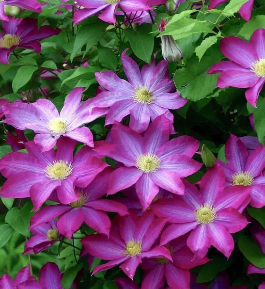 Pink Clematis Flower Seeds for Planting – Heirloom, Non-GMO, Cut Flower Favorite Organic Garden Seeds