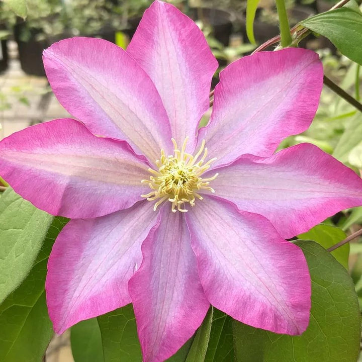 Pink Clematis Flower Seeds for Planting – Heirloom, Non-GMO, Cut Flower Favorite Organic Garden Seeds