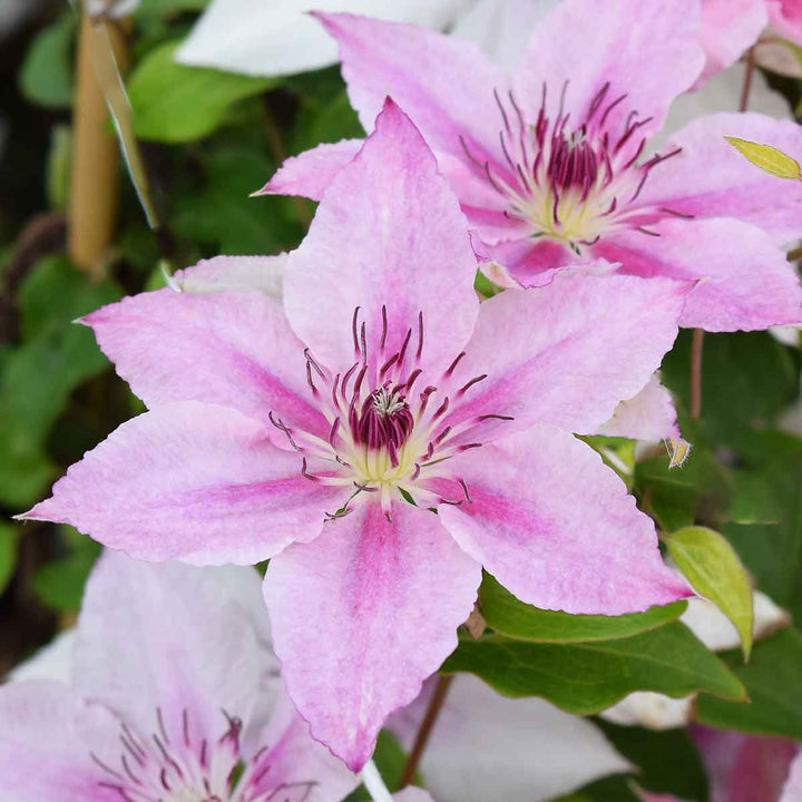 Light Pink Clematis Flower Seeds for Planting | Heirloom Non-GMO High Germination Organic Garden Seeds