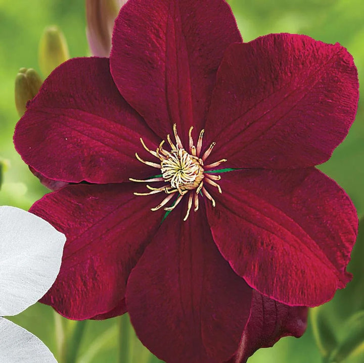 Red Clematis Flower Seeds for Planting – Heirloom, Non-GMO, Cottage Garden High Germination Variety