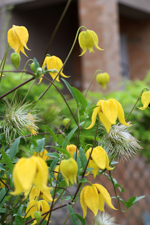 Yellow Clematis Flower Seeds for Planting – Heirloom Non-GMO Organic Garden Seeds – Long Bloom Season, High Germination